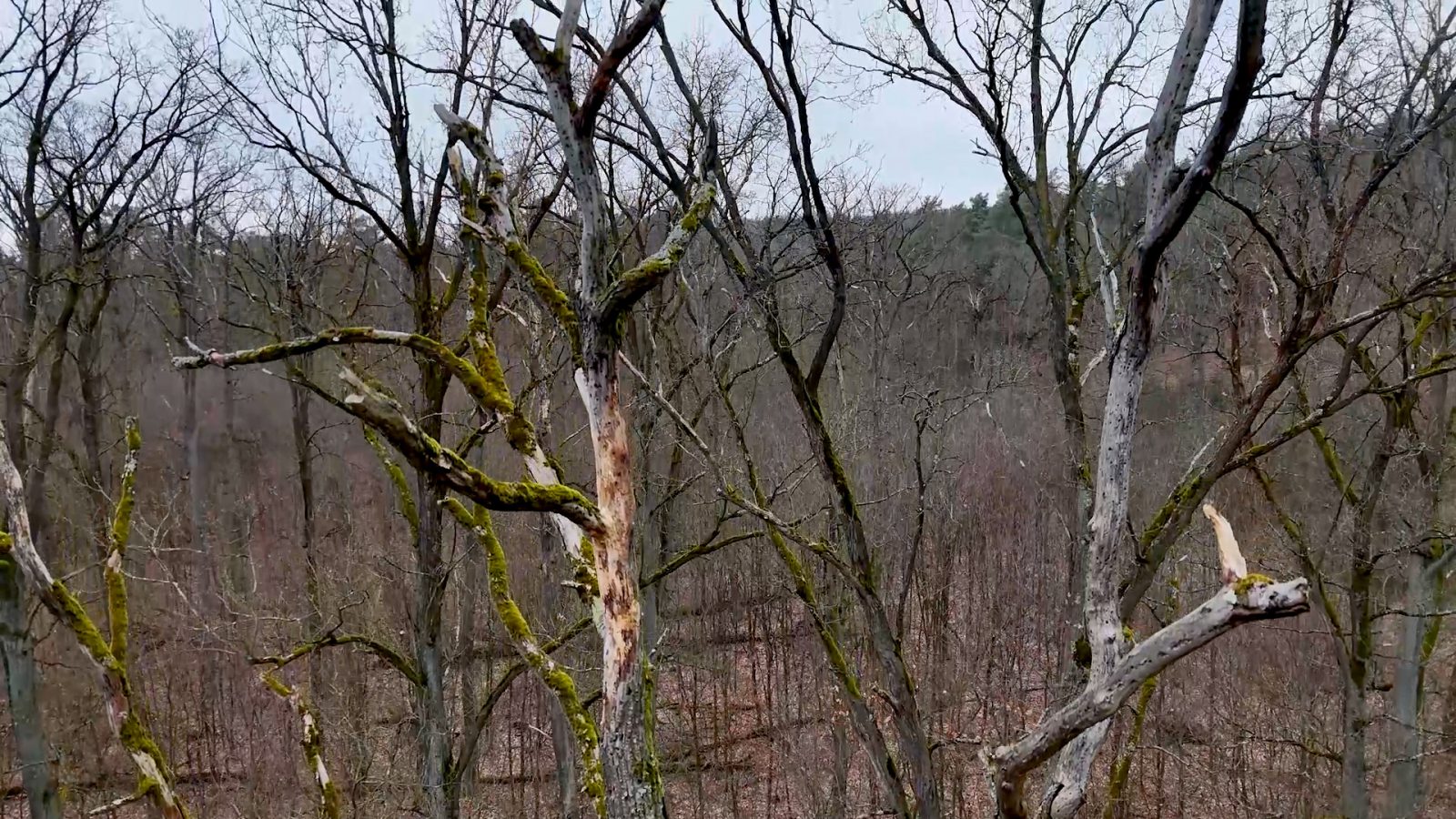 Alte abgestorbene Eichen in Buchen