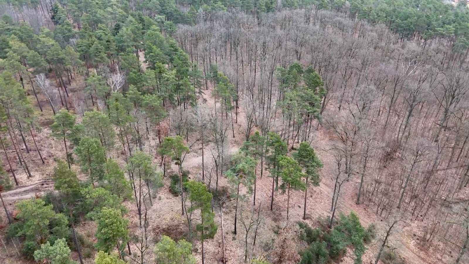 Wald in Brandenburg nahe ferch, Revier Flottstelle