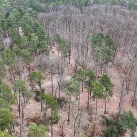 Wald in Brandenburg nahe ferch, Revier Flottstelle